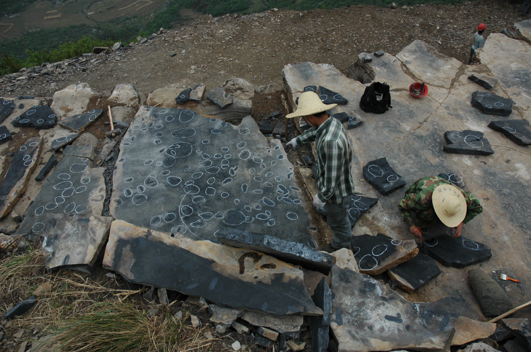 罗平生物群(1号采坑)获各门类化石三千余件