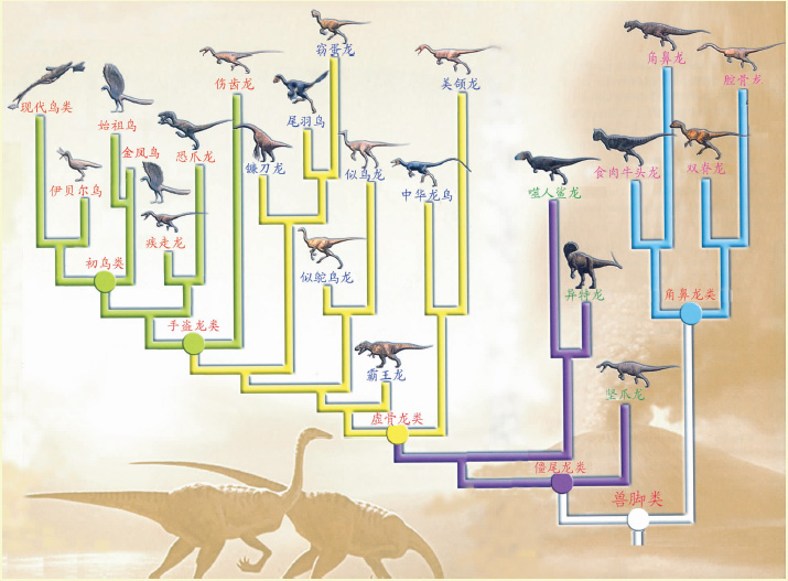 恐龙进化成鸟类过程图片