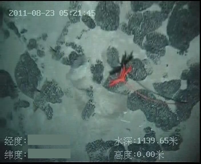 2、	神秘的海底世界（中太平洋海山上的富钴结壳与海底生物——红珊瑚）